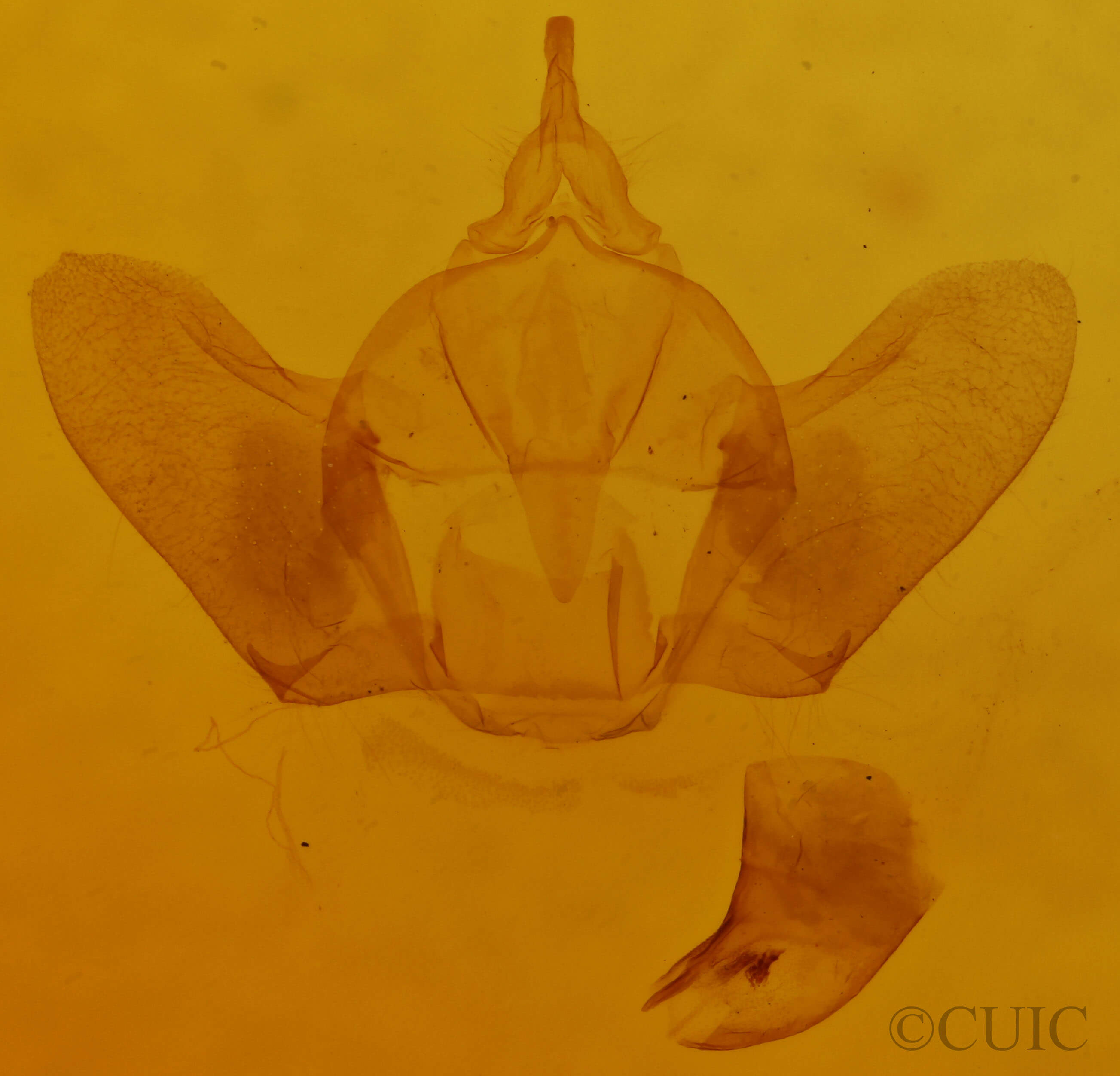 genitalia view of adult Doa ampla