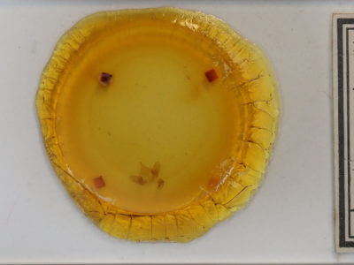 slide view of adult Doa ampla