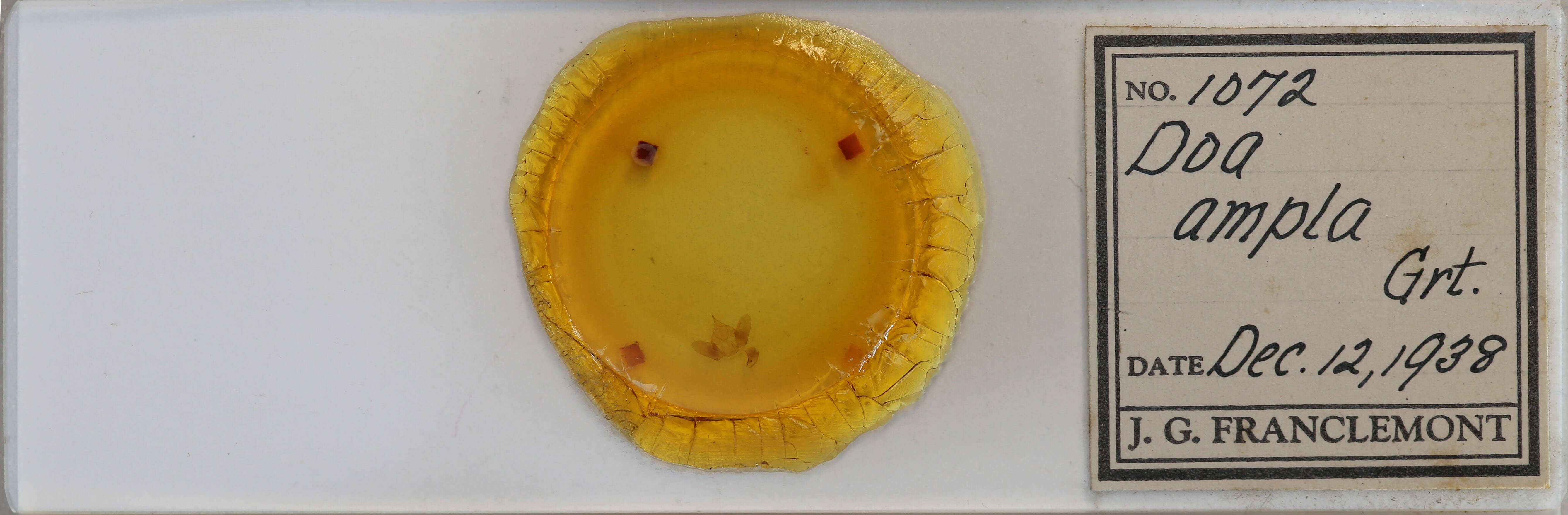 slide view of adult Doa ampla