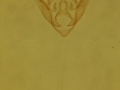 genitalia view of adult Dyspyralis nigellus