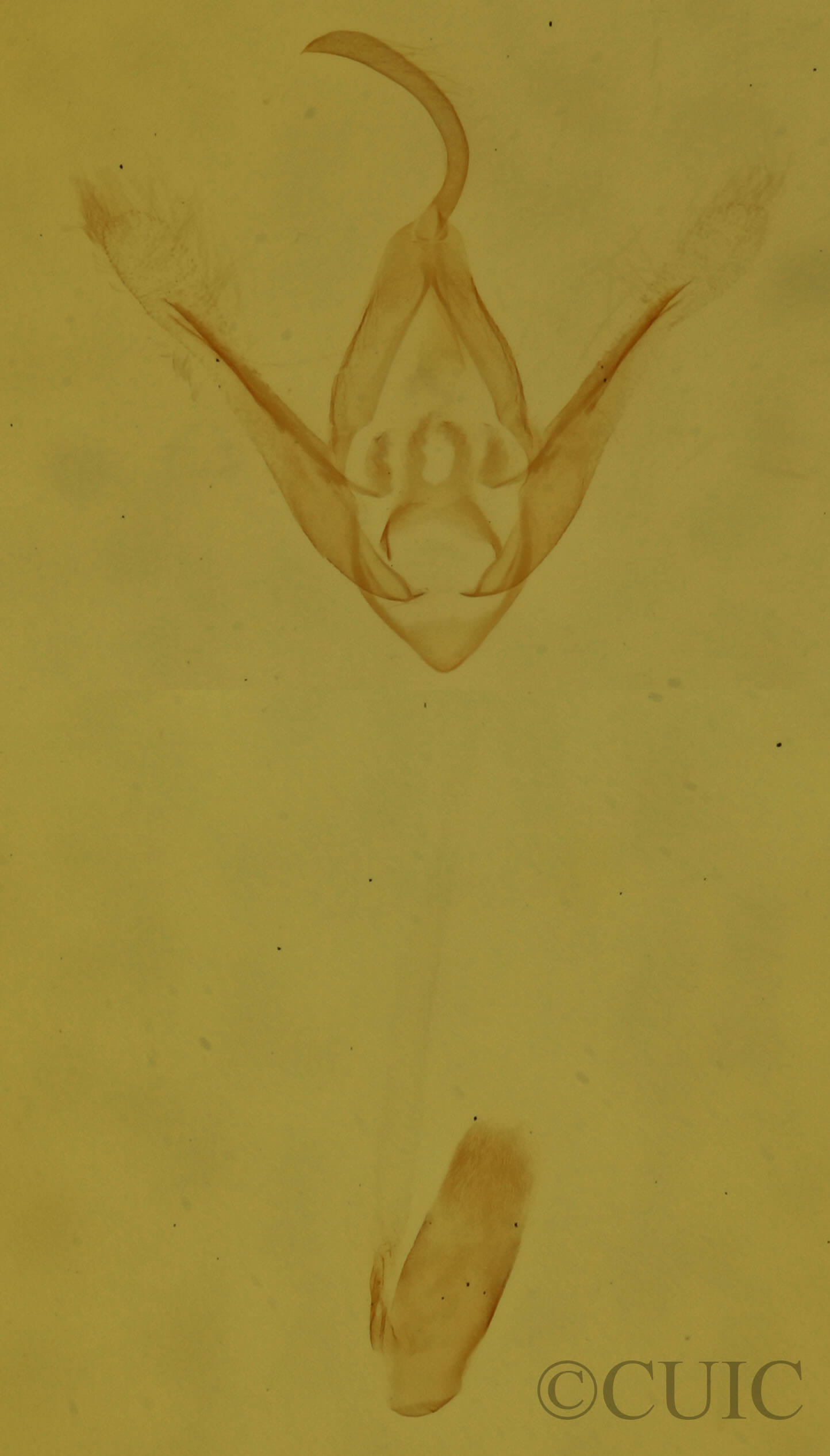 genitalia view of adult Dyspyralis nigellus