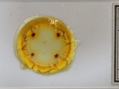 slide view of adult Dyspyralis nigellus