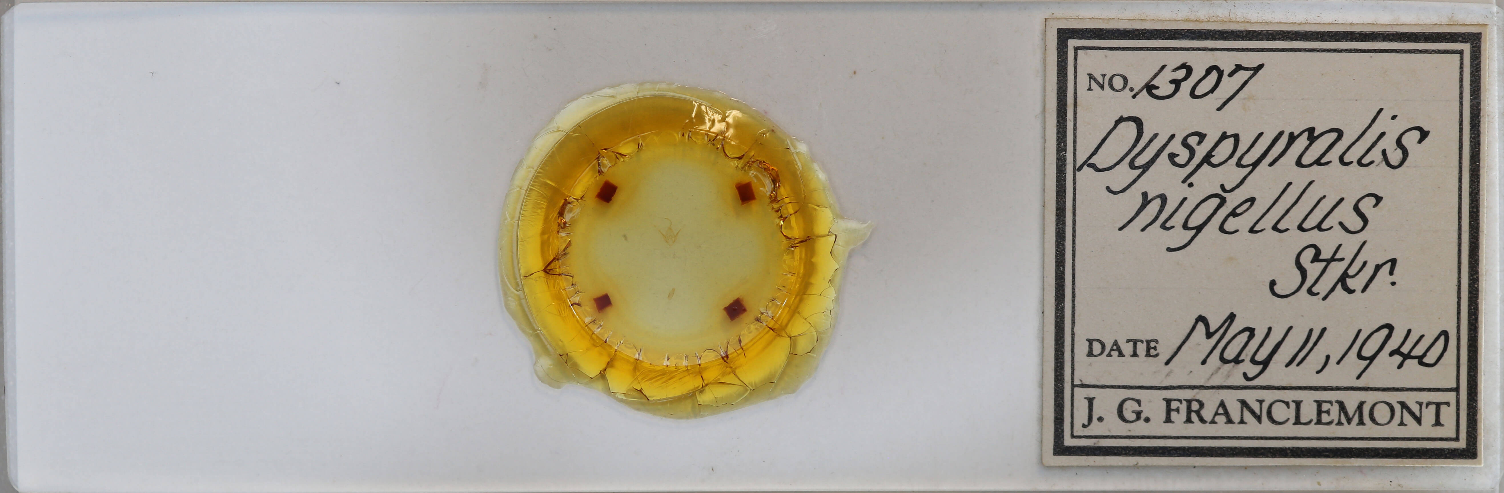 slide view of adult Dyspyralis nigellus