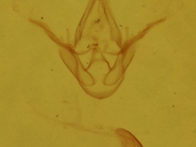 genitalia view of adult Dyspyralis puncticosta