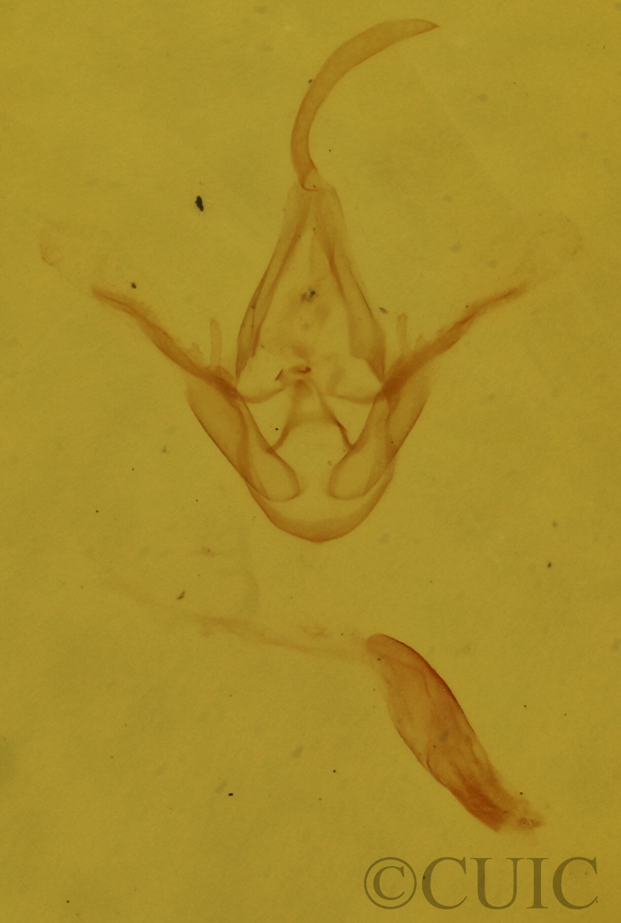 genitalia view of adult Dyspyralis puncticosta