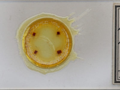 slide view of adult Dyspyralis puncticosta