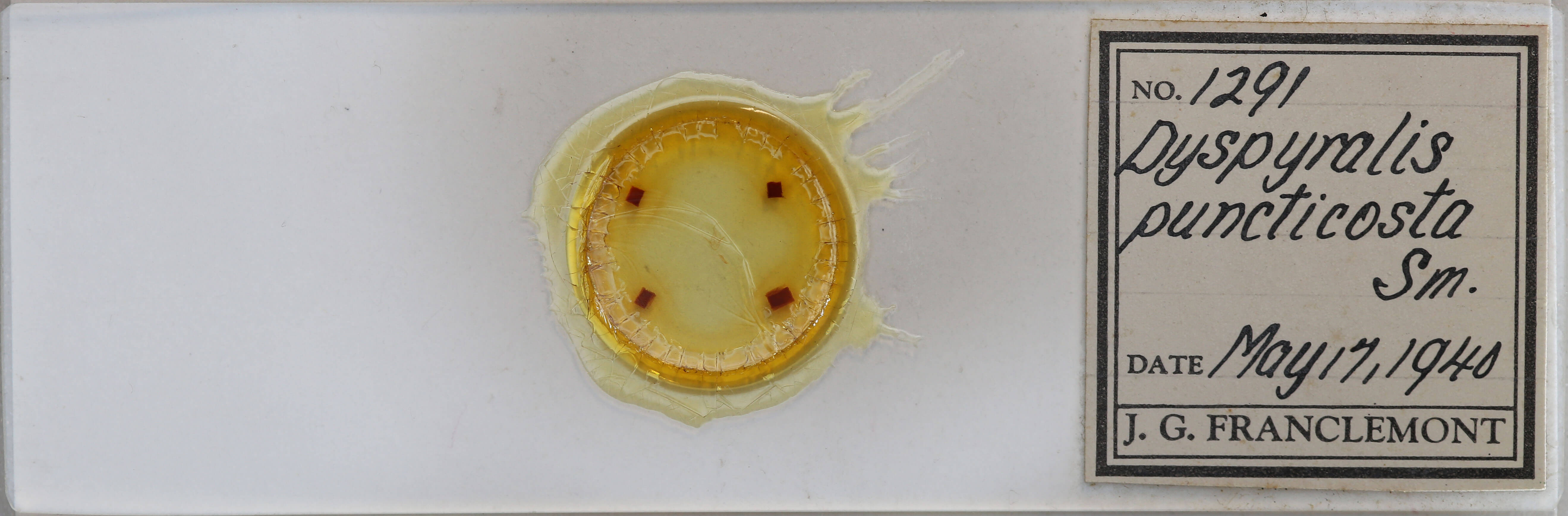 slide view of adult Dyspyralis puncticosta