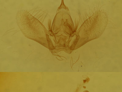 genitalia view of adult Dysstroma hersiliata