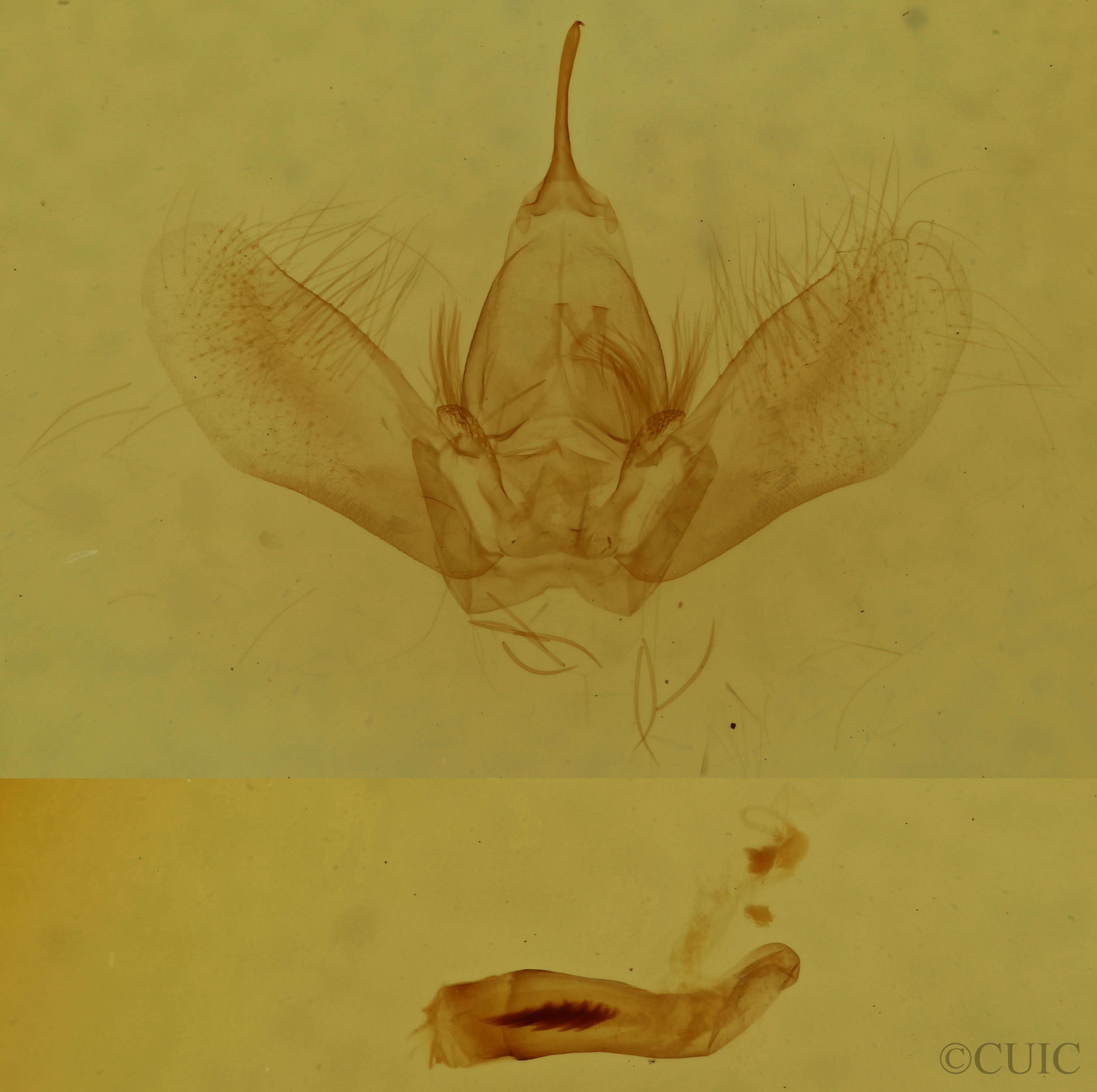 genitalia view of adult Dysstroma hersiliata