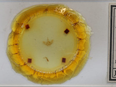 slide view of adult Dysstroma hersiliata