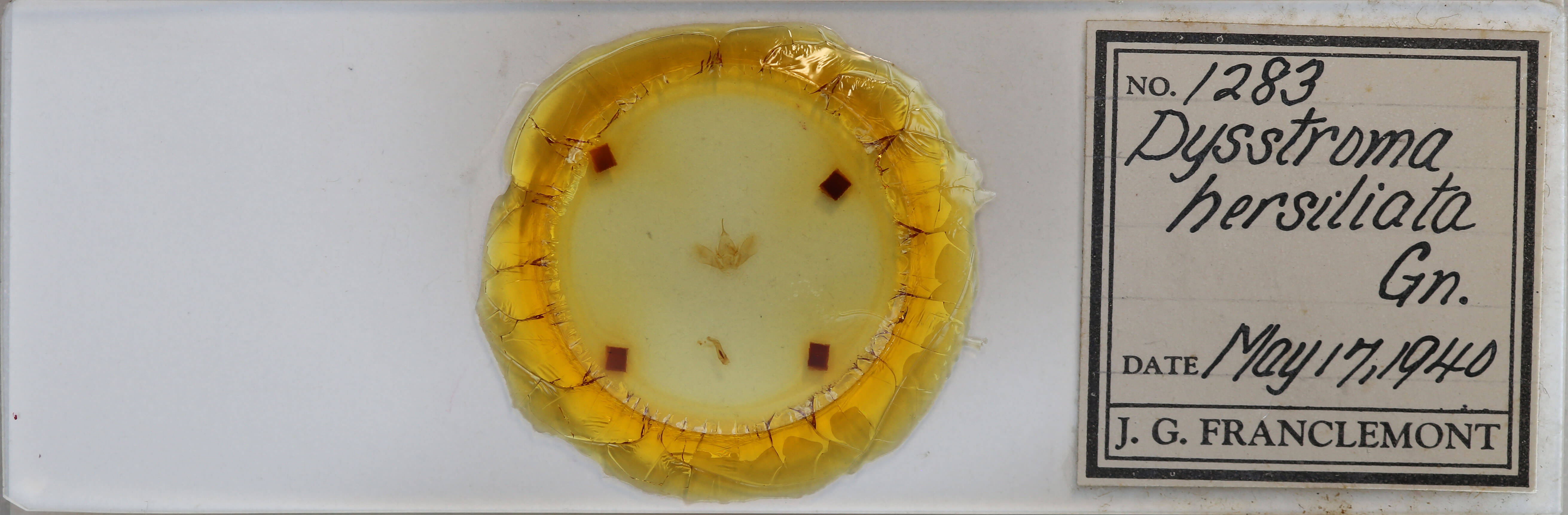 slide view of adult Dysstroma hersiliata