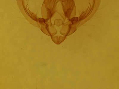 genitalia view of adult Elaphria