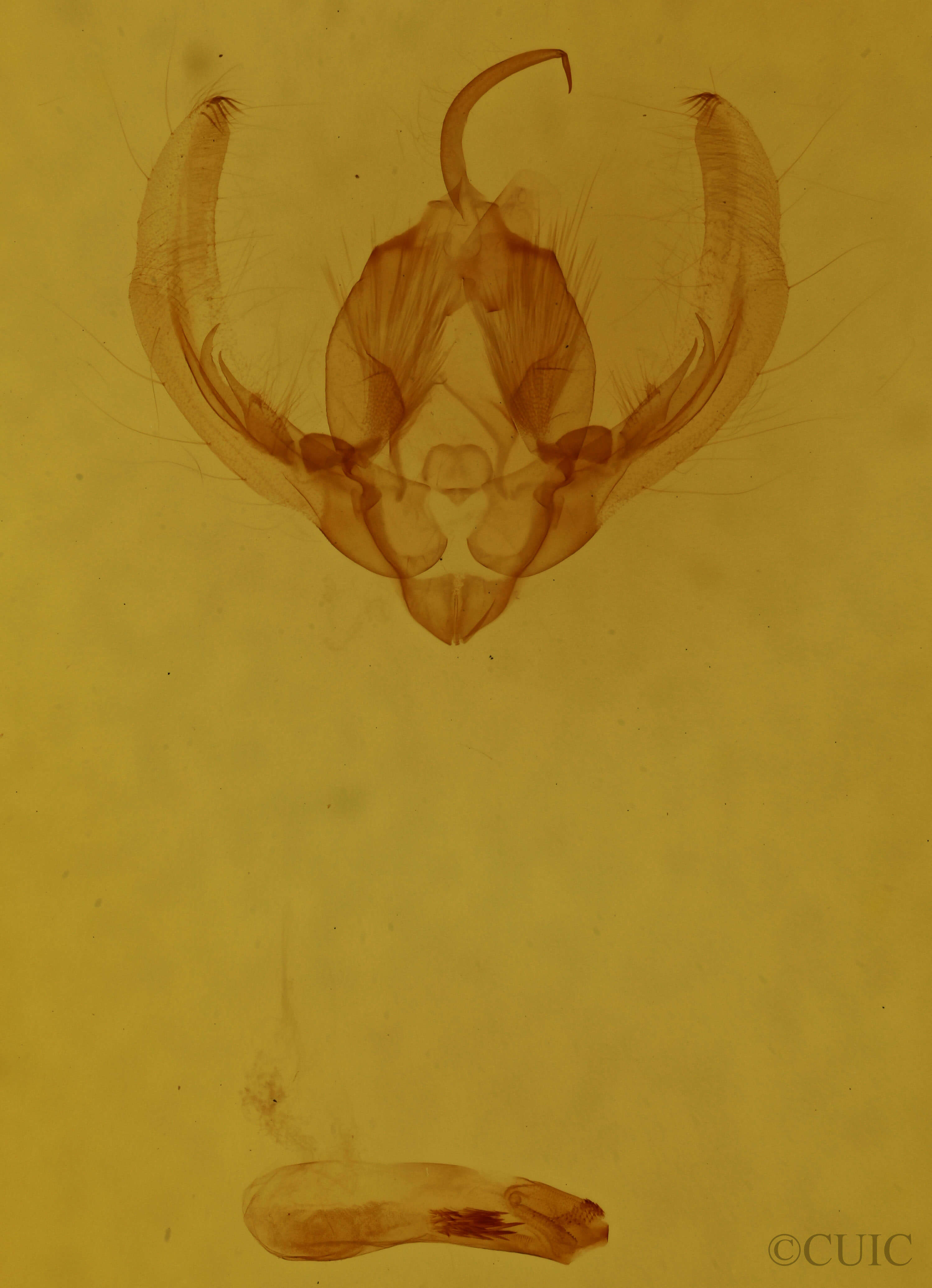 genitalia view of adult Elaphria