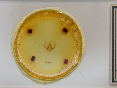 slide view of adult Elaphria