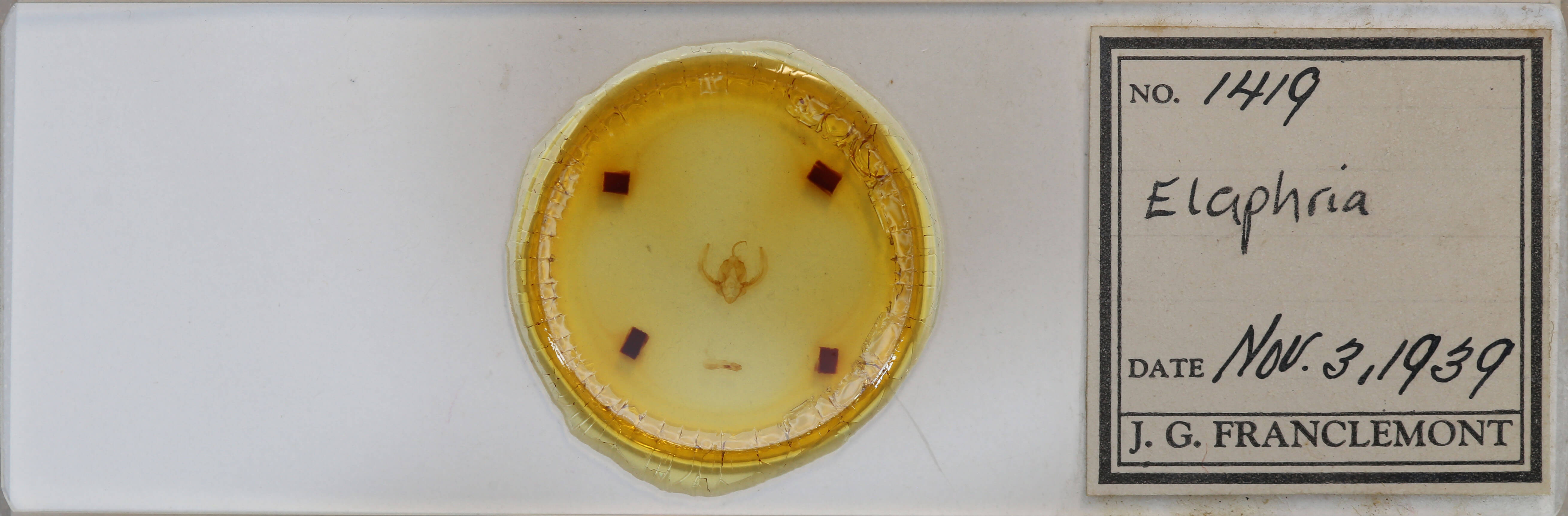 slide view of adult Elaphria
