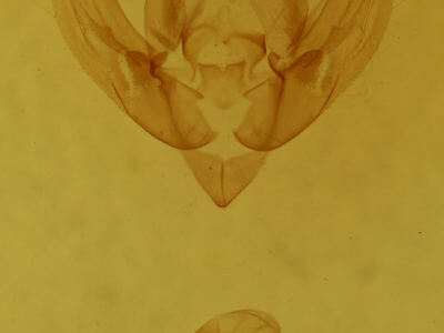 genitalia view of adult Elaphria