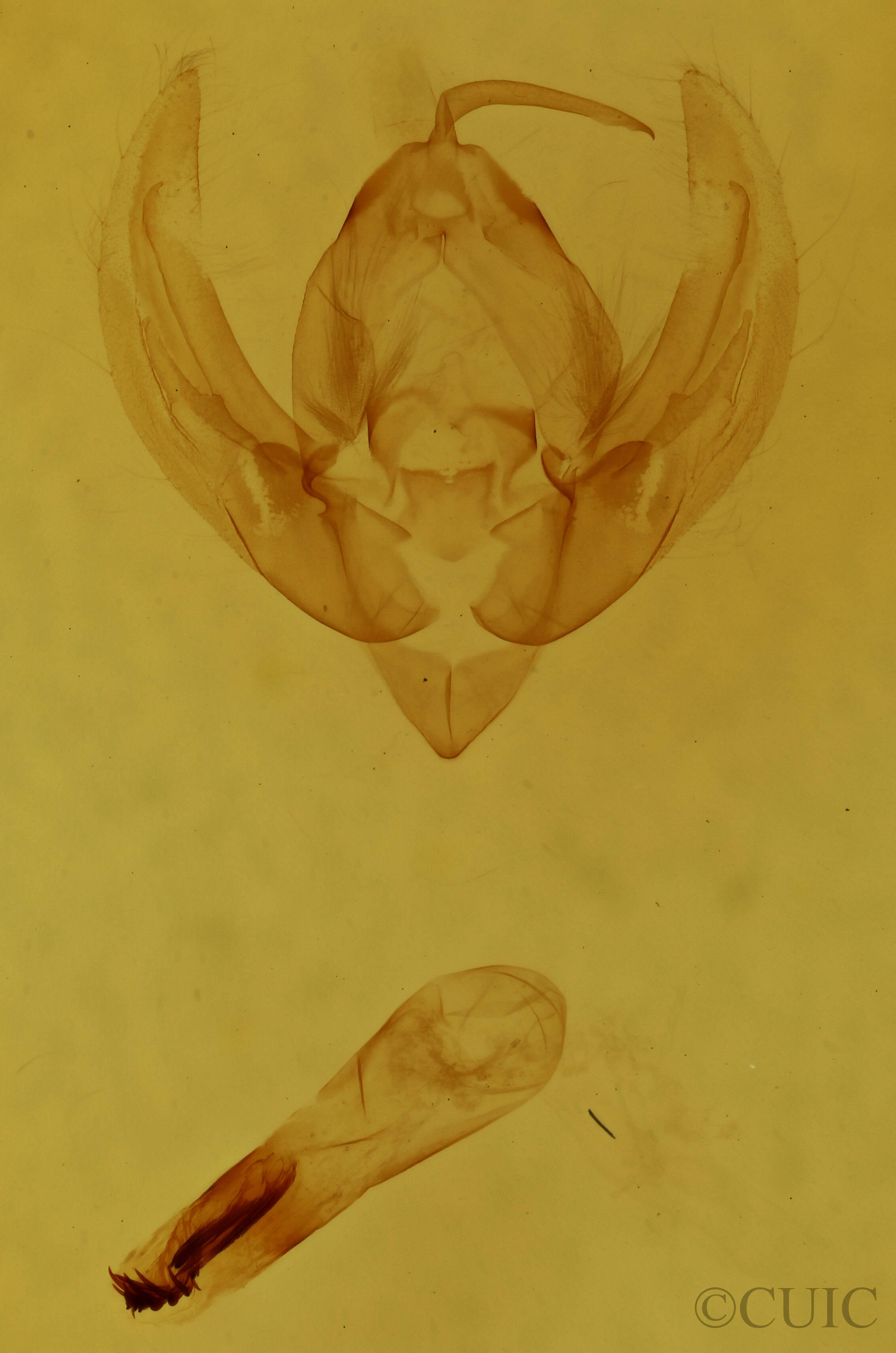 genitalia view of adult Elaphria