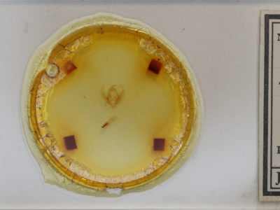 slide view of adult Elaphria