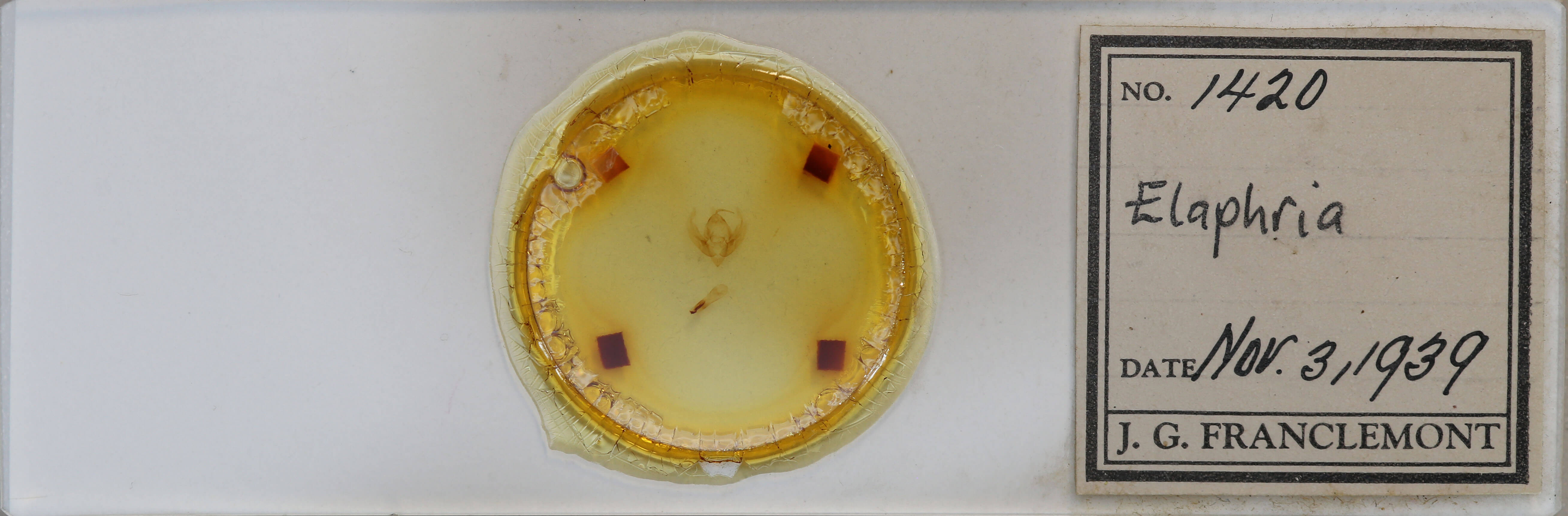 slide view of adult Elaphria