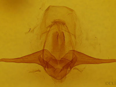 genitalia view of adult Eligma narcissus