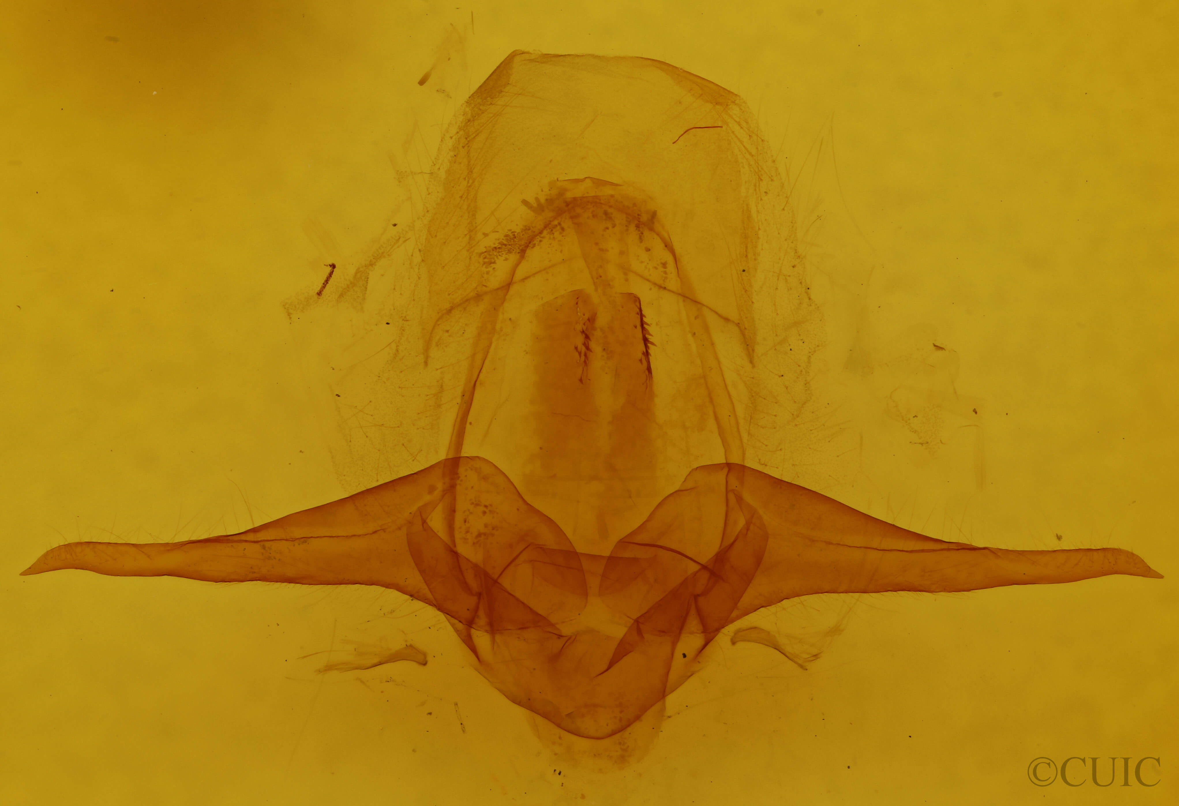 genitalia view of adult Eligma narcissus