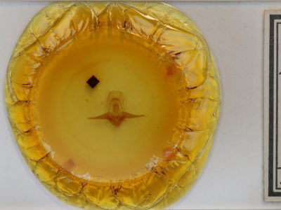 slide view of adult Eligma narcissus