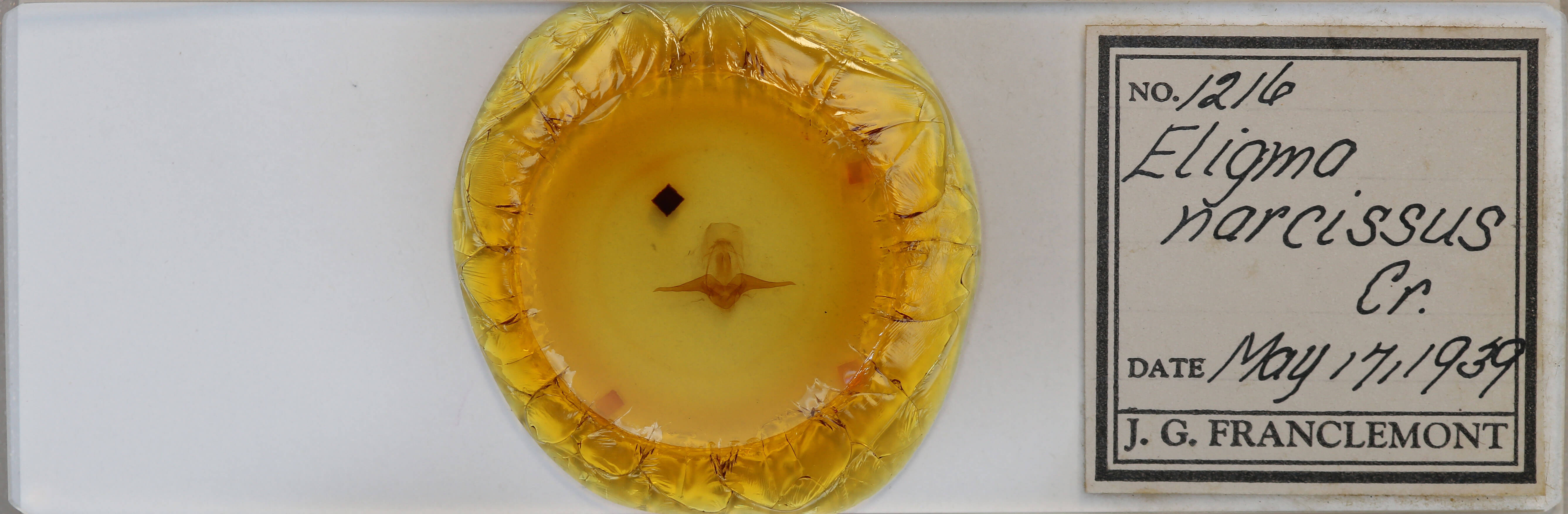 slide view of adult Eligma narcissus