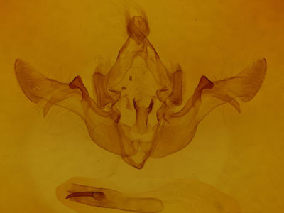 genitalia view of adult Fissipunctia ypsillon