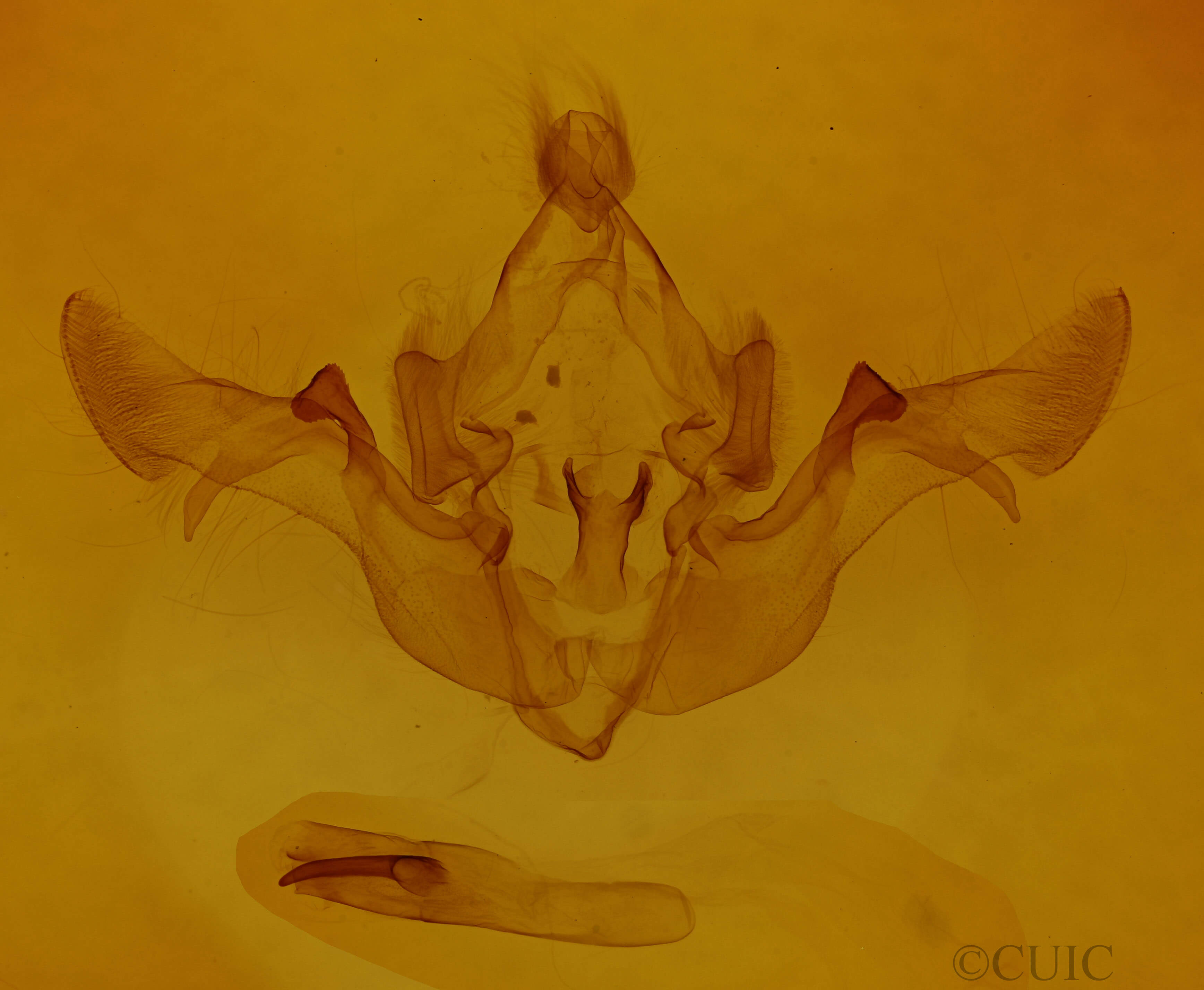 genitalia view of adult Fissipunctia ypsillon