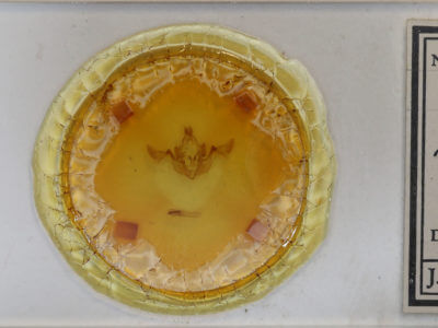 slide view of adult Fissipunctia ypsillon