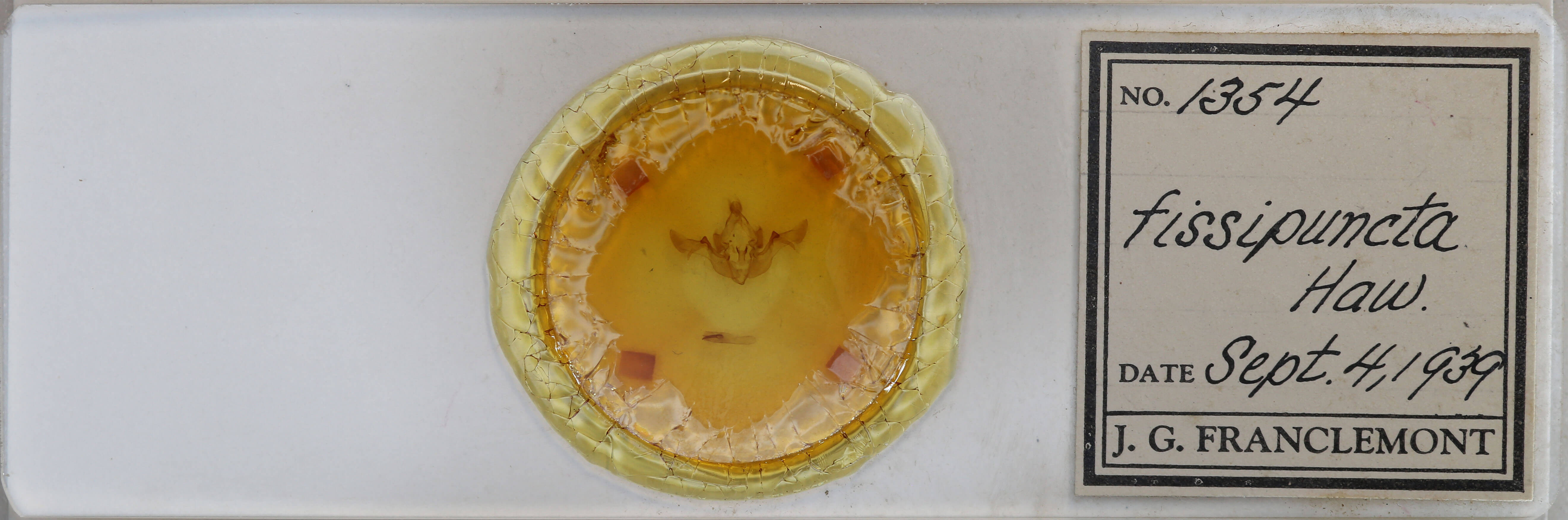 slide view of adult Fissipunctia ypsillon