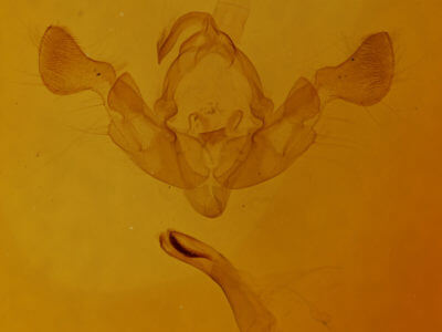 genitalia view of adult Eremobia ochroleuca