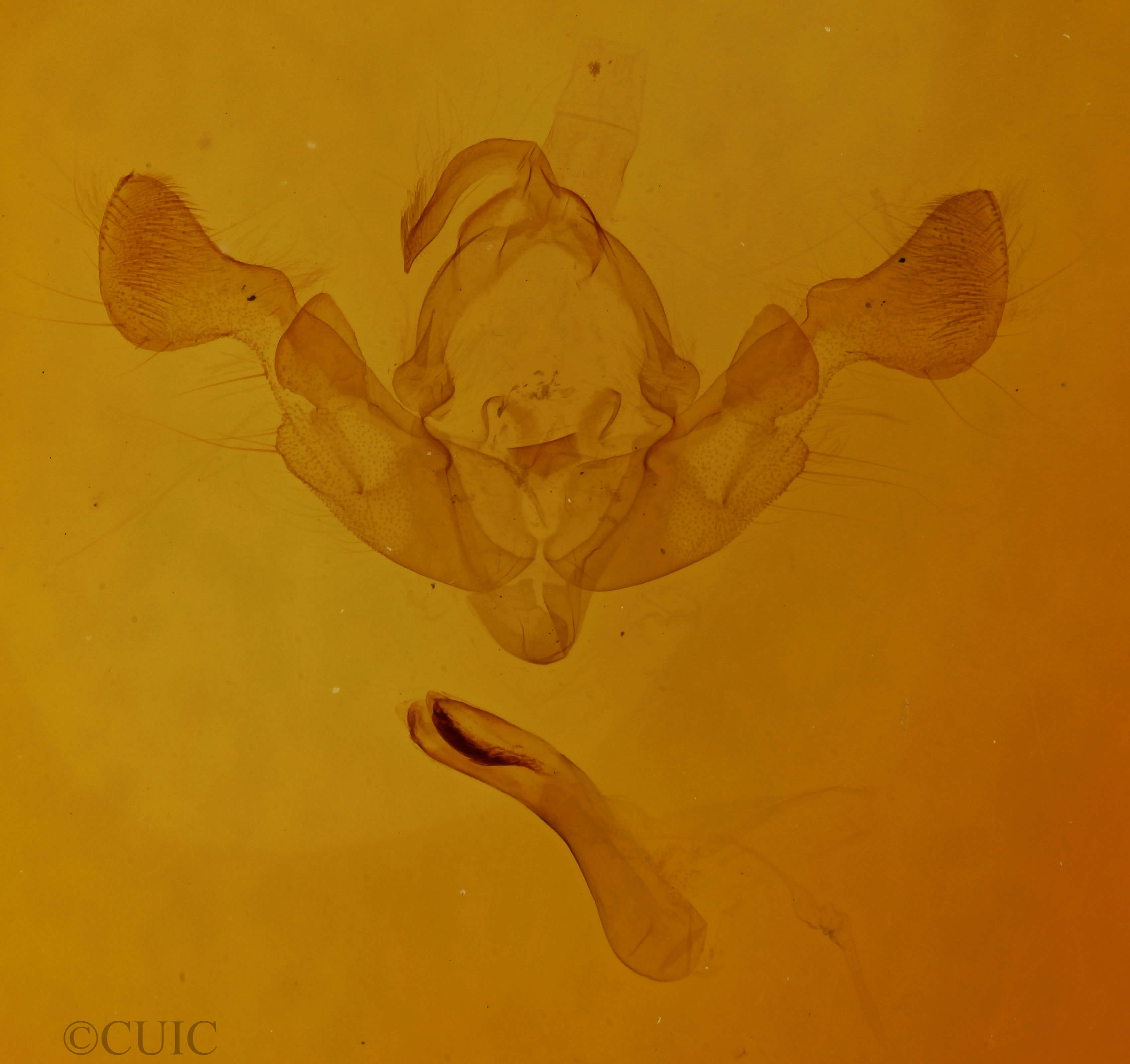 genitalia view of adult Eremobia ochroleuca