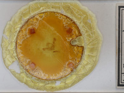 slide view of adult Eremobia ochroleuca