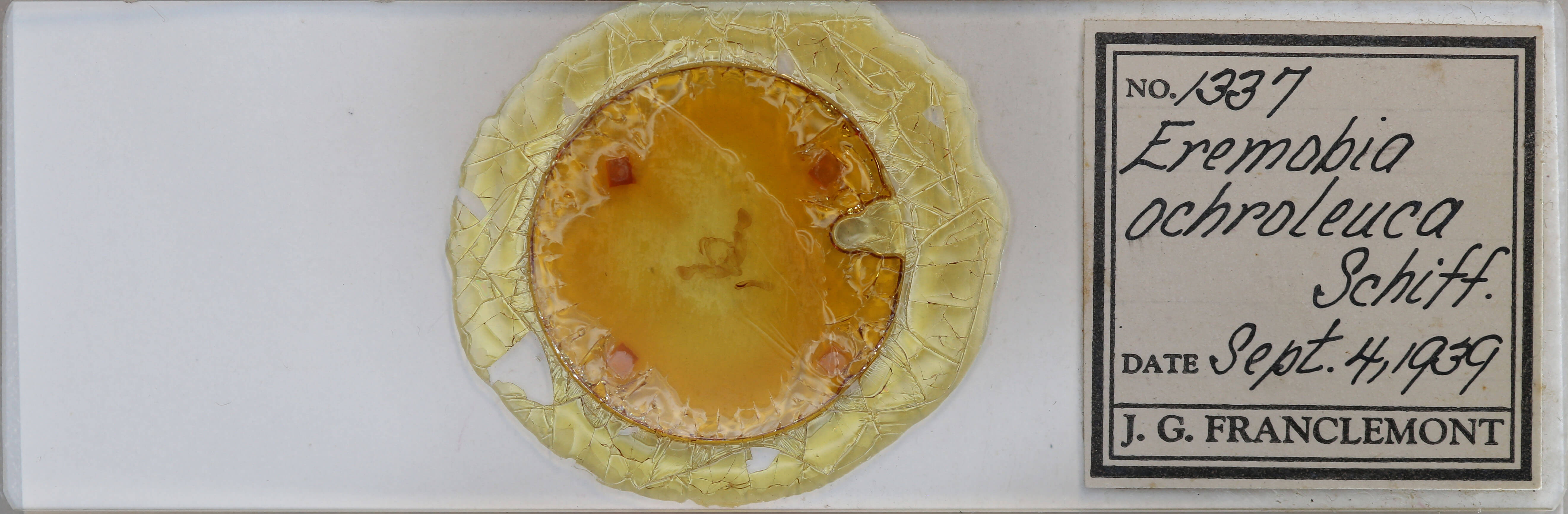 slide view of adult Eremobia ochroleuca