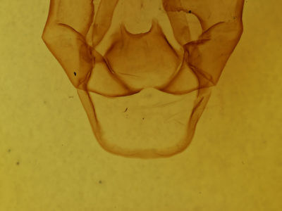 genitalia view of adult Estigmene acrea