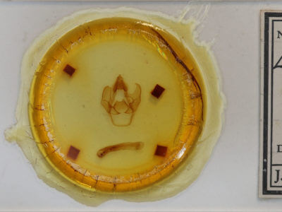 slide view of adult Estigmene acrea