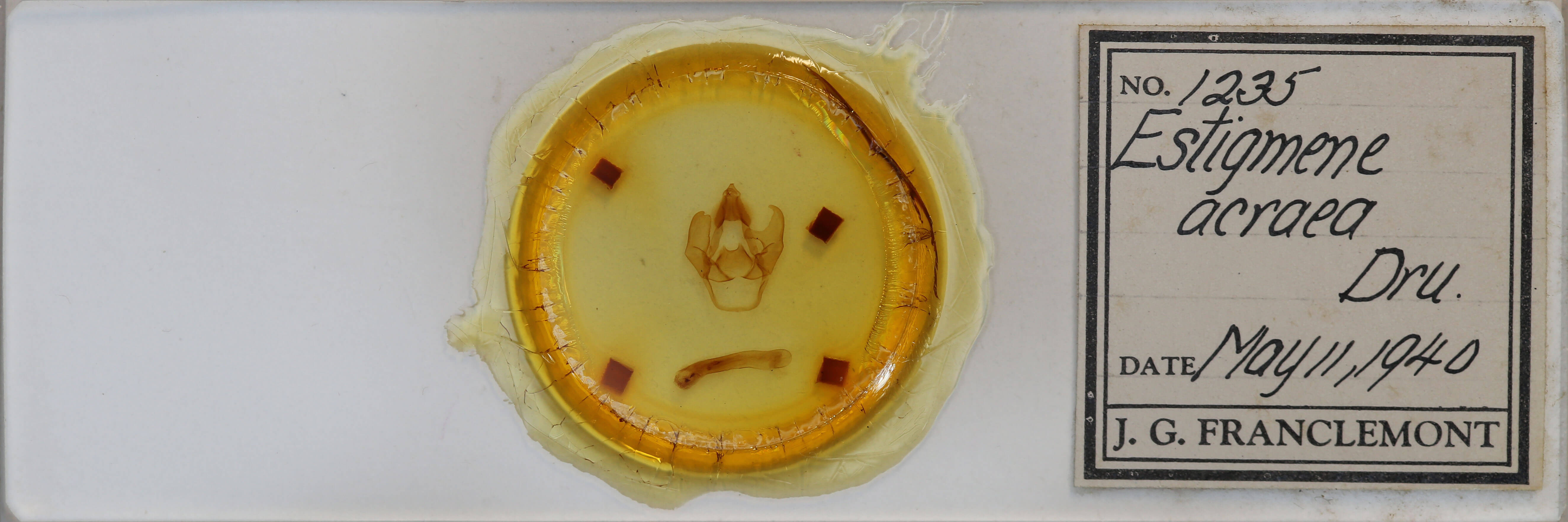 slide view of adult Estigmene acrea