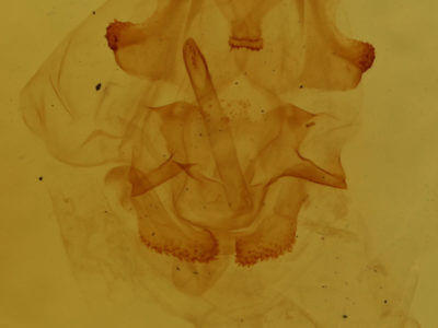 genitalia view of adult Eudeilinea herminiata