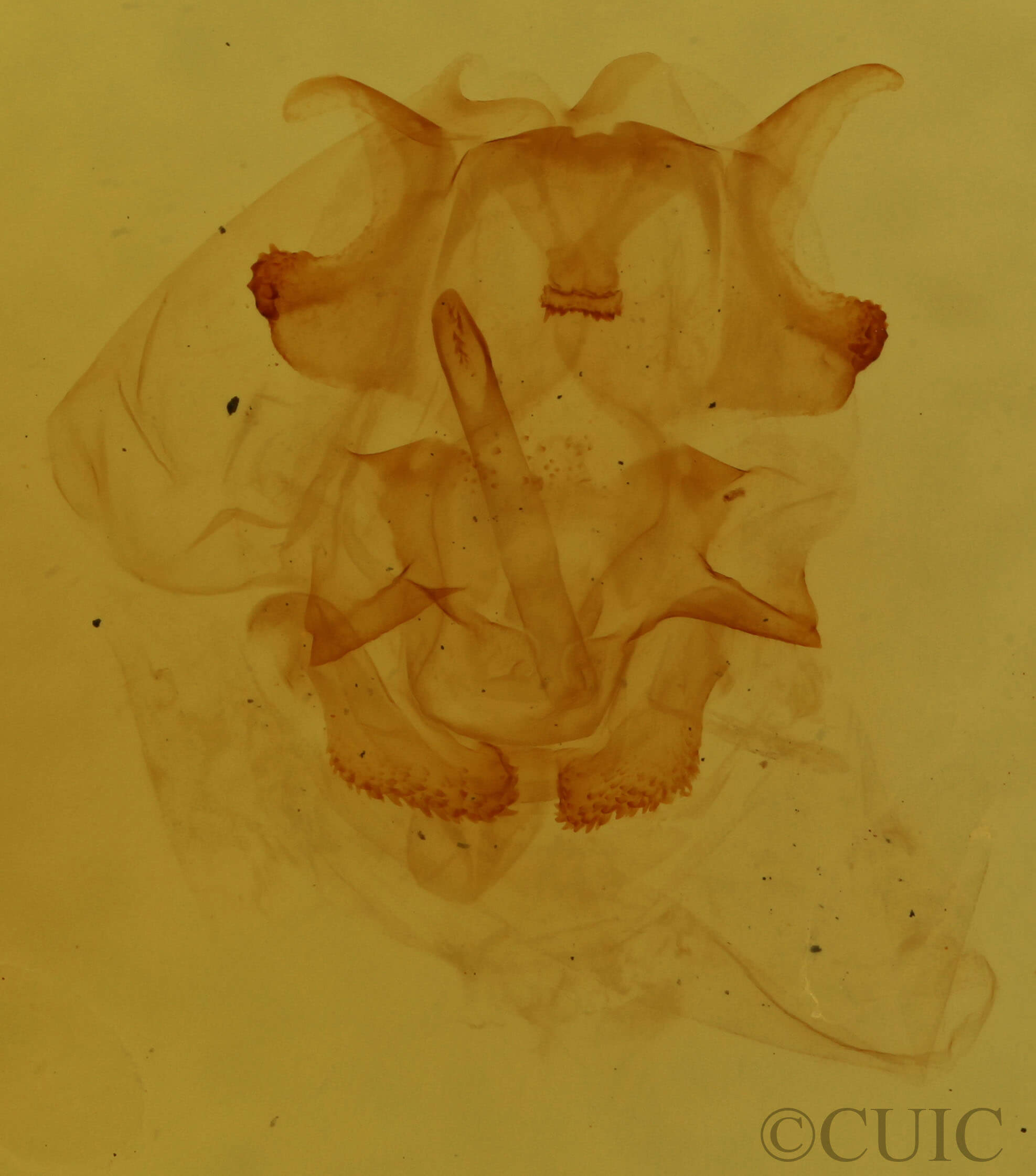 genitalia view of adult Eudeilinea herminiata
