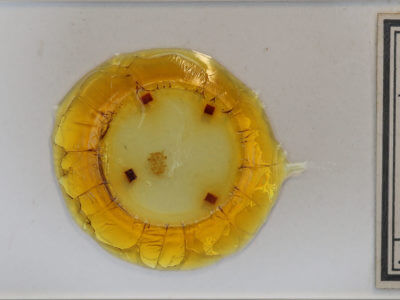 slide view of adult Eudeilinea herminiata