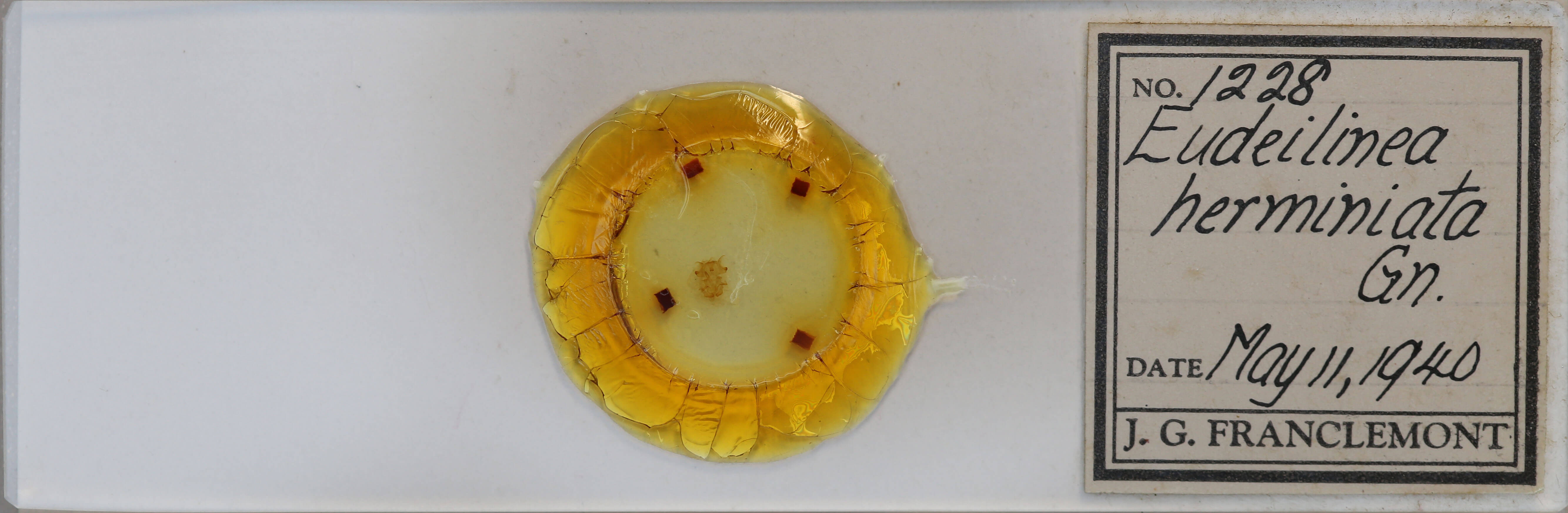 slide view of adult Eudeilinea herminiata