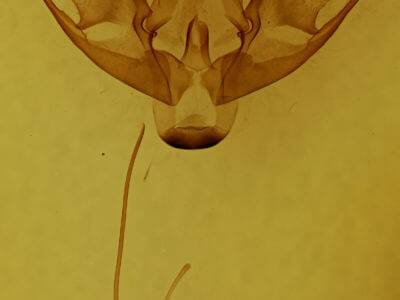 genitalia view of adult Eudryas unio