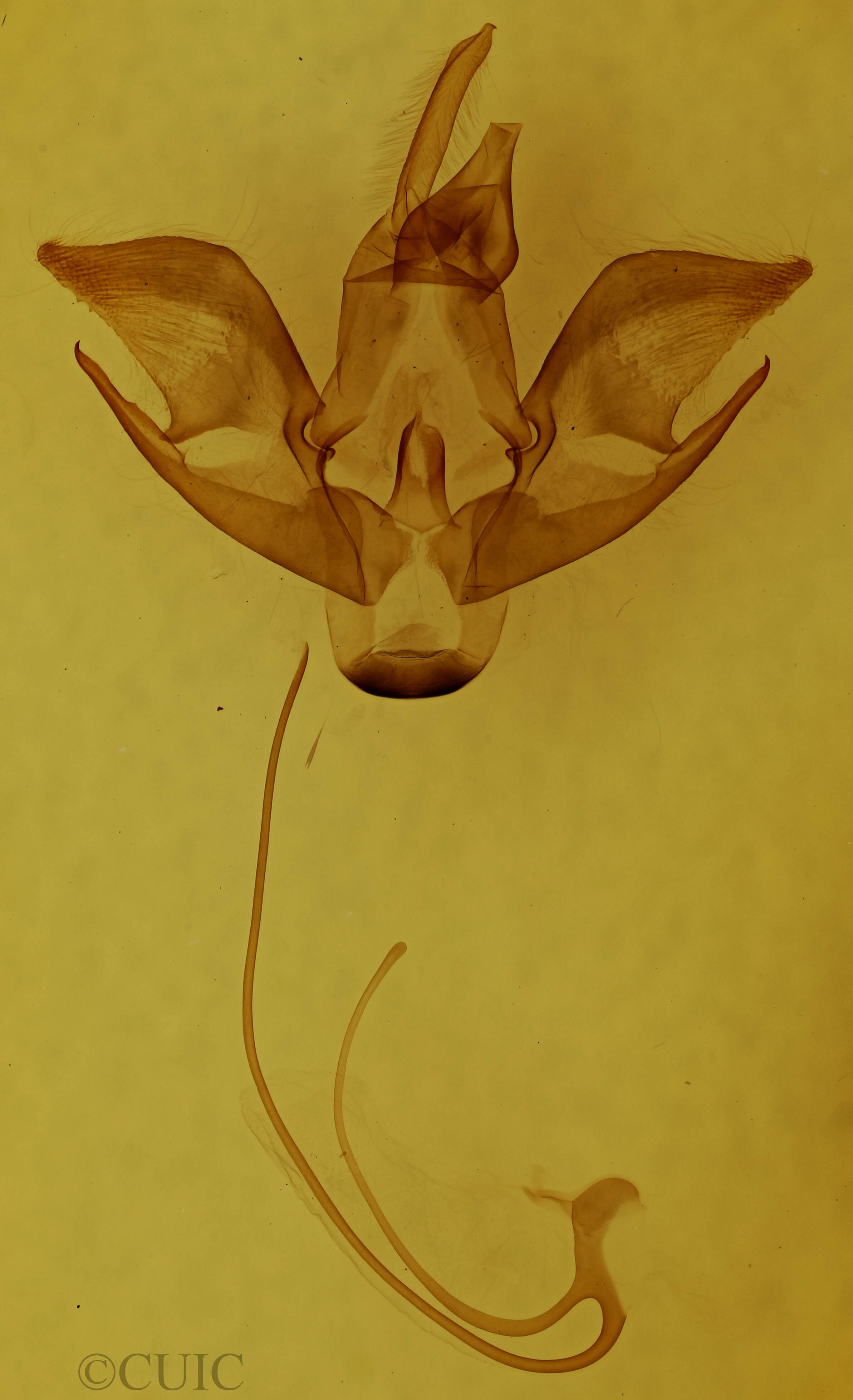 genitalia view of adult Eudryas unio