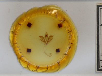 slide view of adult Eudryas unio