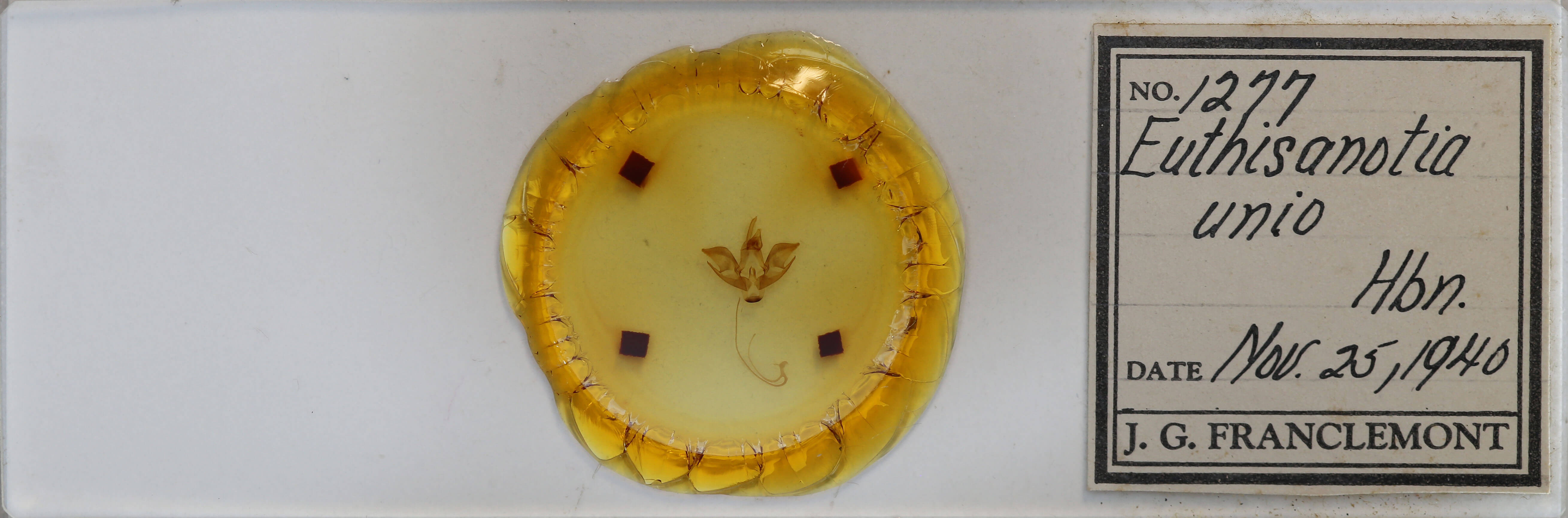 slide view of adult Eudryas unio