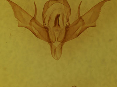 genitalia view of adult Eueretagrotis perattentus