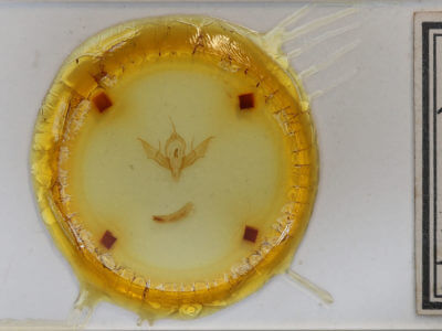 slide view of adult Eueretagrotis perattentus