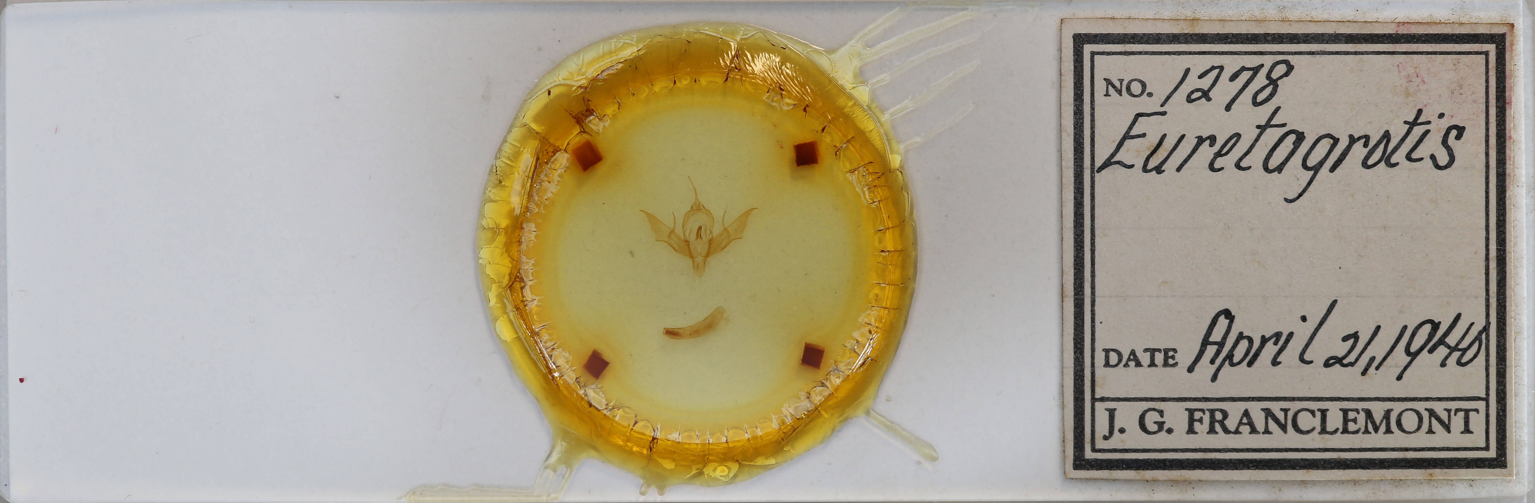 slide view of adult Eueretagrotis perattentus