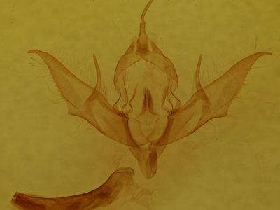 genitalia view of adult Eueretagrotis perattentus